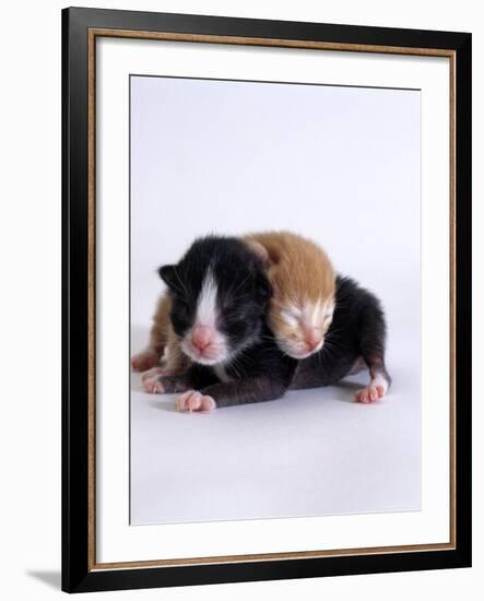 Domestic Cat, 1-Day Kittens Black-And-White and Ginger-Jane Burton-Framed Photographic Print