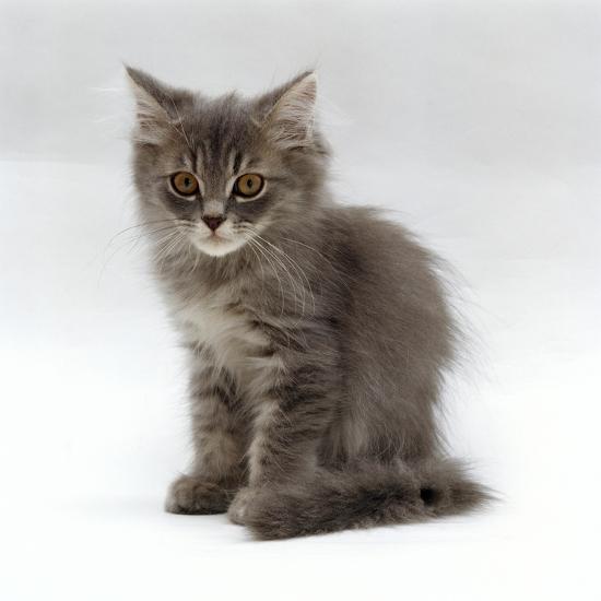 Domestic Cat, 10-Week, Grey Tabby Persian-Cross Kitten ...