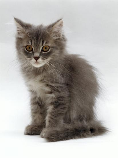 Domestic Cat, 10-Week, Grey Tabby Persian-Cross Kitten ...