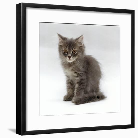 Domestic Cat, 10-Week, Grey Tabby Persian-Cross Kitten-Jane Burton-Framed Photographic Print