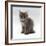 Domestic Cat, 10-Week, Grey Tabby Persian-Cross Kitten-Jane Burton-Framed Photographic Print