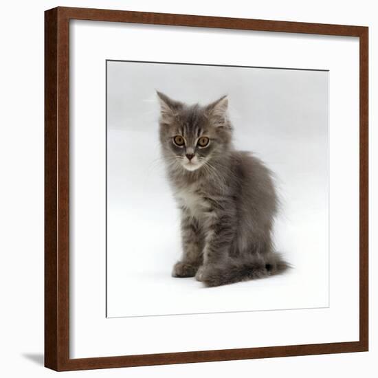 Domestic Cat, 10-Week, Grey Tabby Persian-Cross Kitten-Jane Burton-Framed Photographic Print