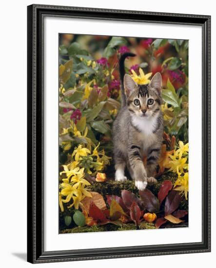 Domestic Cat, 12-Week, Agouti Tabby Kitten Among Yellow Azaleas and Spring Foliage-Jane Burton-Framed Photographic Print