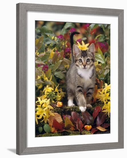 Domestic Cat, 12-Week, Agouti Tabby Kitten Among Yellow Azaleas and Spring Foliage-Jane Burton-Framed Photographic Print