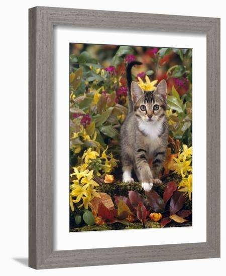 Domestic Cat, 12-Week, Agouti Tabby Kitten Among Yellow Azaleas and Spring Foliage-Jane Burton-Framed Photographic Print