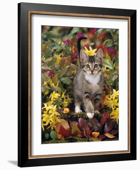 Domestic Cat, 12-Week, Agouti Tabby Kitten Among Yellow Azaleas and Spring Foliage-Jane Burton-Framed Photographic Print