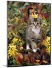 Domestic Cat, 12-Week, Agouti Tabby Kitten Among Yellow Azaleas and Spring Foliage-Jane Burton-Mounted Photographic Print
