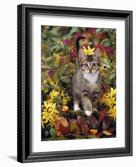 Domestic Cat, 12-Week, Agouti Tabby Kitten Among Yellow Azaleas and Spring Foliage-Jane Burton-Framed Photographic Print