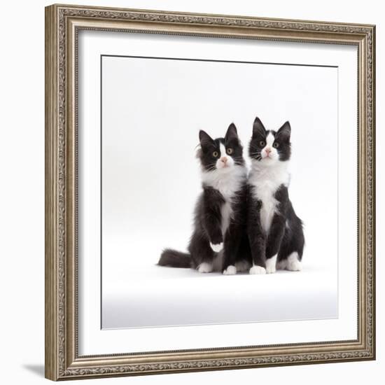 Domestic Cat, 12-Week Identical Brothers, Black-And-White Kittens-Jane Burton-Framed Photographic Print