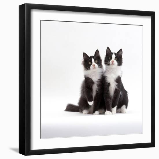 Domestic Cat, 12-Week Identical Brothers, Black-And-White Kittens-Jane Burton-Framed Photographic Print