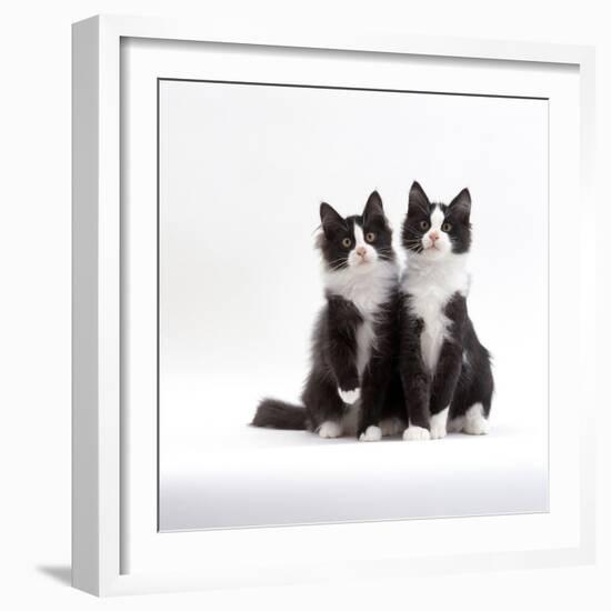 Domestic Cat, 12-Week Identical Brothers, Black-And-White Kittens-Jane Burton-Framed Photographic Print