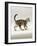Domestic Cat, 14-Week, Silver Tabby Male Kitten-Jane Burton-Framed Photographic Print