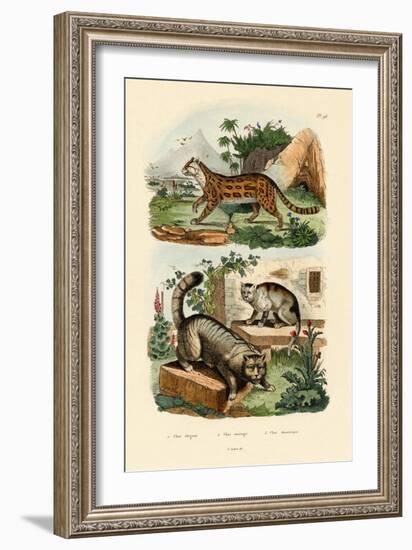 Domestic Cat, 1833-39-null-Framed Giclee Print