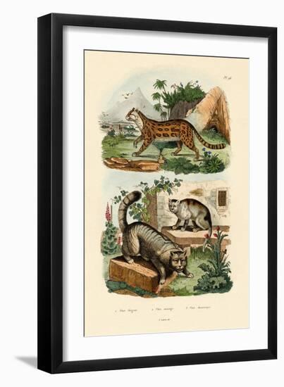 Domestic Cat, 1833-39-null-Framed Giclee Print