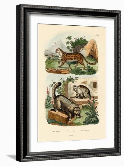 Domestic Cat, 1833-39-null-Framed Giclee Print