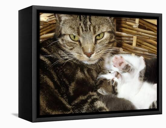 Domestic Cat, 2-Week Tabby and White Kitten Plays with Her Mother's Whiskers in Basket-Jane Burton-Framed Premier Image Canvas