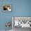 Domestic Cat, 2-Week Tabby and White Kitten Plays with Her Mother's Whiskers in Basket-Jane Burton-Framed Photographic Print displayed on a wall