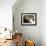 Domestic Cat, 2-Week Tabby and White Kitten Plays with Her Mother's Whiskers in Basket-Jane Burton-Framed Photographic Print displayed on a wall