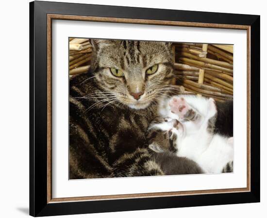Domestic Cat, 2-Week Tabby and White Kitten Plays with Her Mother's Whiskers in Basket-Jane Burton-Framed Photographic Print