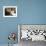 Domestic Cat, 2-Week Tabby and White Kitten Plays with Her Mother's Whiskers in Basket-Jane Burton-Framed Photographic Print displayed on a wall