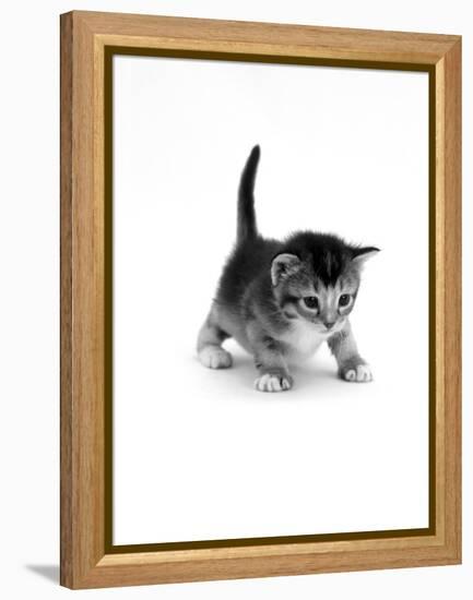 Domestic Cat, 3-Week Ticked-Tabby Kitten-Jane Burton-Framed Premier Image Canvas