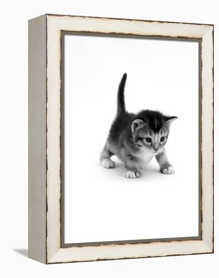 Domestic Cat, 3-Week Ticked-Tabby Kitten-Jane Burton-Framed Premier Image Canvas