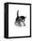 Domestic Cat, 3-Week Ticked-Tabby Kitten-Jane Burton-Framed Premier Image Canvas