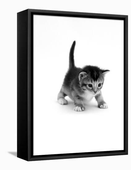 Domestic Cat, 3-Week Ticked-Tabby Kitten-Jane Burton-Framed Premier Image Canvas