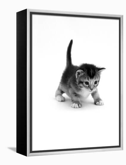 Domestic Cat, 3-Week Ticked-Tabby Kitten-Jane Burton-Framed Premier Image Canvas