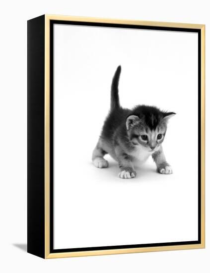 Domestic Cat, 3-Week Ticked-Tabby Kitten-Jane Burton-Framed Premier Image Canvas