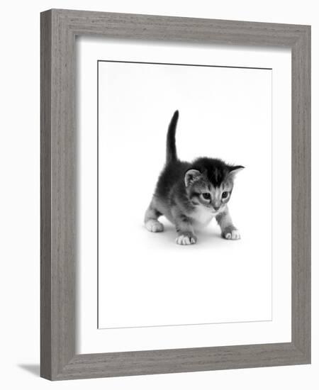 Domestic Cat, 3-Week Ticked-Tabby Kitten-Jane Burton-Framed Photographic Print