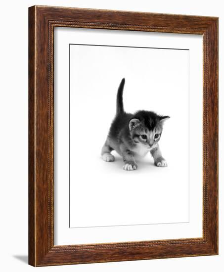 Domestic Cat, 3-Week Ticked-Tabby Kitten-Jane Burton-Framed Photographic Print