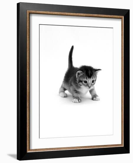 Domestic Cat, 3-Week Ticked-Tabby Kitten-Jane Burton-Framed Photographic Print