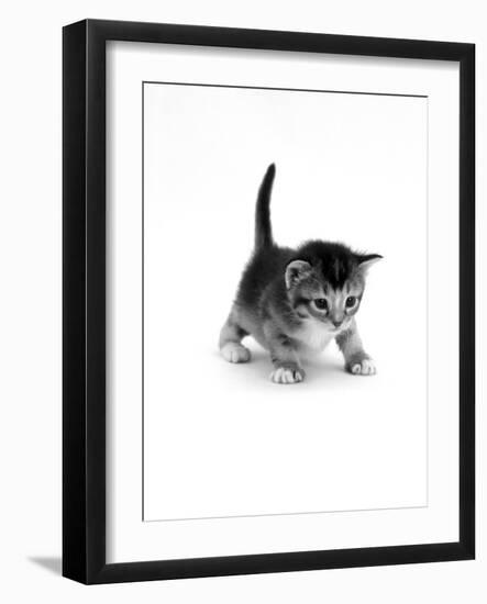 Domestic Cat, 3-Week Ticked-Tabby Kitten-Jane Burton-Framed Photographic Print