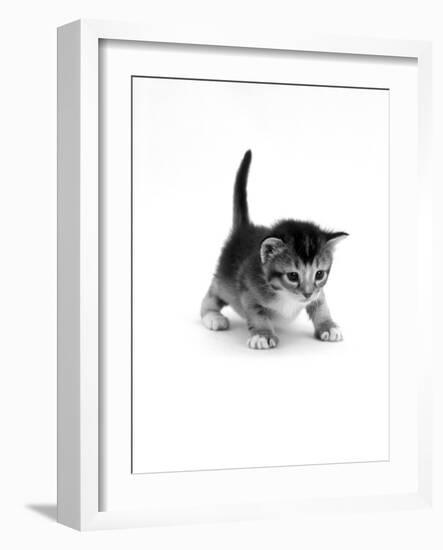 Domestic Cat, 3-Week Ticked-Tabby Kitten-Jane Burton-Framed Photographic Print