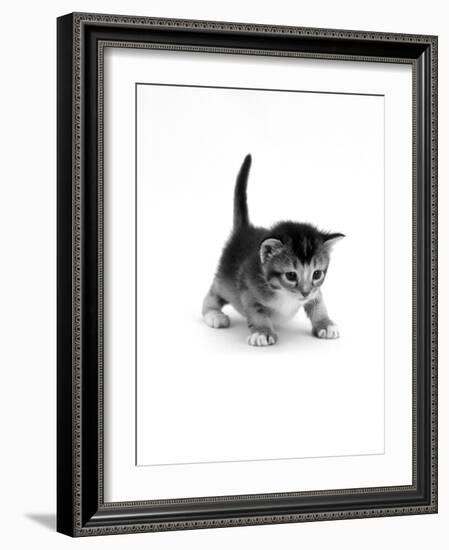 Domestic Cat, 3-Week Ticked-Tabby Kitten-Jane Burton-Framed Photographic Print