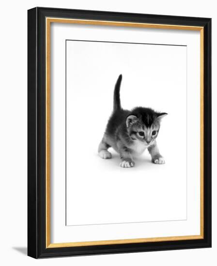 Domestic Cat, 3-Week Ticked-Tabby Kitten-Jane Burton-Framed Photographic Print