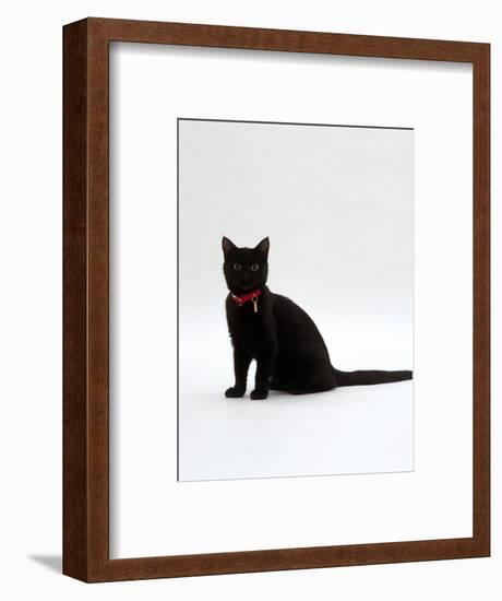 Domestic Cat, 4-Month Black Female Wearing Collar and Tag-Jane Burton-Framed Premium Photographic Print