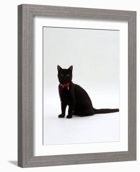 Domestic Cat, 4-Month Black Female Wearing Collar and Tag-Jane Burton-Framed Photographic Print