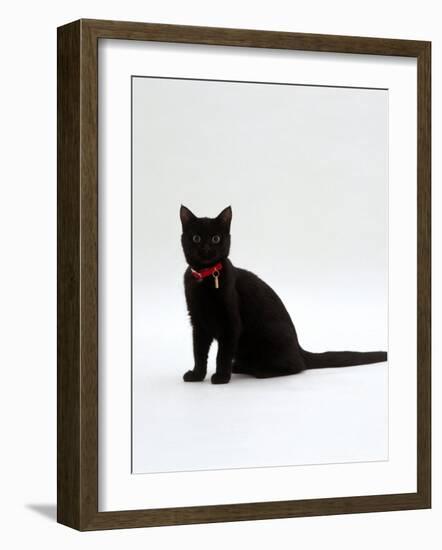 Domestic Cat, 4-Month Black Female Wearing Collar and Tag-Jane Burton-Framed Photographic Print