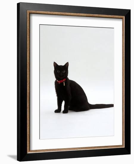 Domestic Cat, 4-Month Black Female Wearing Collar and Tag-Jane Burton-Framed Photographic Print