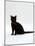 Domestic Cat, 4-Month Black Female Wearing Collar and Tag-Jane Burton-Mounted Photographic Print