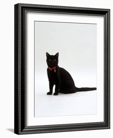 Domestic Cat, 4-Month Black Female Wearing Collar and Tag-Jane Burton-Framed Photographic Print