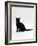 Domestic Cat, 4-Month Black Female Wearing Collar and Tag-Jane Burton-Framed Photographic Print