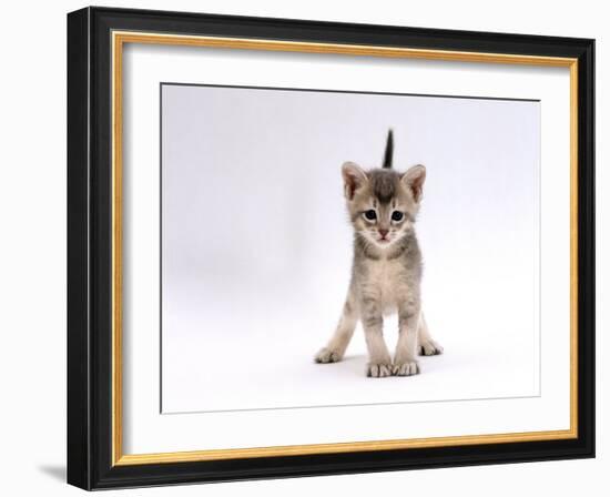 Domestic Cat, 4-Week Ticked-Silver Kitten-Jane Burton-Framed Photographic Print