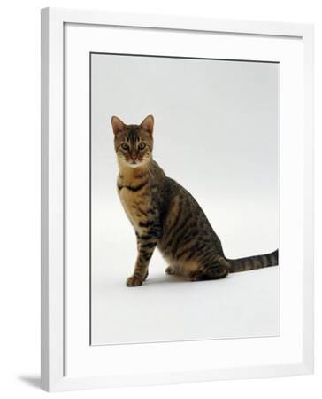 Domestic Cat 5 Month Female Brown Spotted Bengal Photographic Print By Jane Burton Artcom