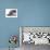 Domestic Cat, 5-Month Silver Bicolour Chinchilla-Cross-Jane Burton-Photographic Print displayed on a wall