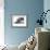 Domestic Cat, 5-Month Silver Bicolour Chinchilla-Cross-Jane Burton-Framed Photographic Print displayed on a wall