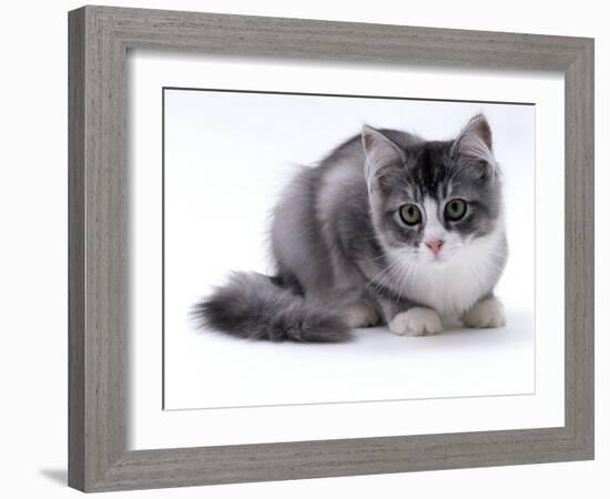 Domestic Cat, 5-Month Silver Bicolour Chinchilla-Cross-Jane Burton-Framed Photographic Print