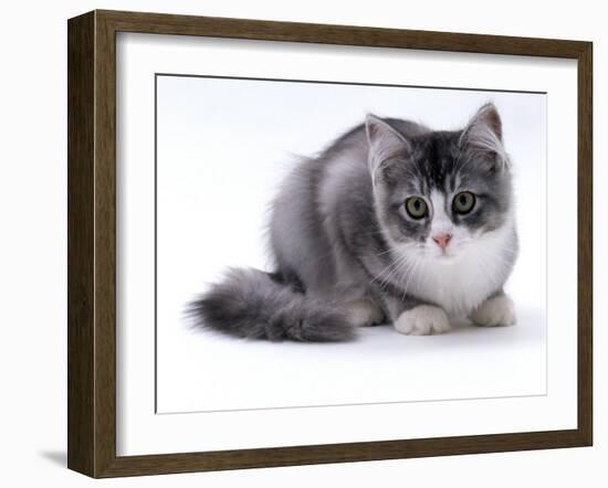 Domestic Cat, 5-Month Silver Bicolour Chinchilla-Cross-Jane Burton-Framed Photographic Print